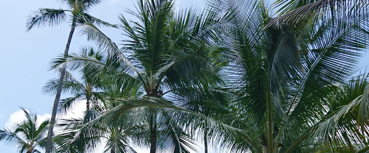 採用情報ページのヘッダ画像、社員旅行でハワイで撮影したヤシの木